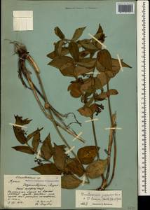 Vincetoxicum juzepczukii × hirundinaria, Crimea (KRYM) (Russia)