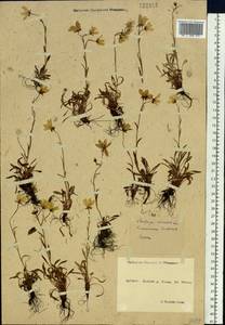 Saxifraga hirculus L., Siberia, Yakutia (S5) (Russia)