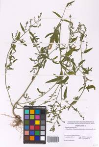 Atriplex patula L., Eastern Europe, Eastern region (E10) (Russia)