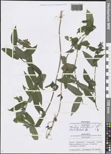 Stachys palustris L., Eastern Europe, Middle Volga region (E8) (Russia)