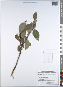 Salix abscondita Laksch., Siberia, Central Siberia (S3) (Russia)