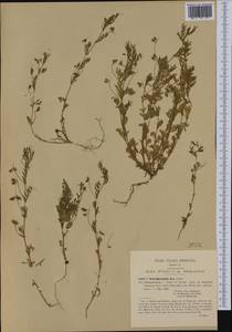 Vicia lentoides (Ten.) Coss. & Germ., Western Europe (EUR) (Italy)