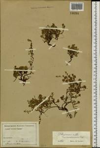 Thymus minussinensis Serg., Siberia, Altai & Sayany Mountains (S2) (Russia)