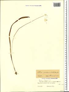 Allium paradoxum (M.Bieb.) G.Don, Caucasus, North Ossetia, Ingushetia & Chechnya (K1c) (Russia)