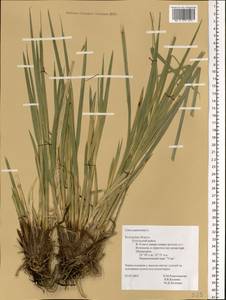 Carex paniculata L., Eastern Europe, Central region (E4) (Russia)