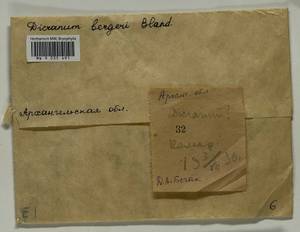 Dicranum undulatum Schrad. ex Brid., Bryophytes, Bryophytes - European North East (B7) (Russia)