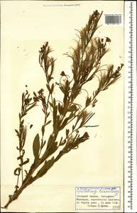 Epilobium hirsutum L., Caucasus, Stavropol Krai, Karachay-Cherkessia & Kabardino-Balkaria (K1b) (Russia)