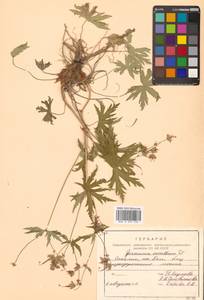 Geranium erianthum DC., Siberia, Russian Far East (S6) (Russia)