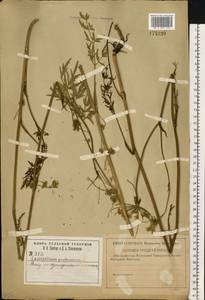 Silphiodaucus prutenicus subsp. prutenicus, Eastern Europe, Central region (E4) (Russia)