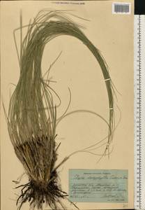Stipa dasyphylla (Lindem.) Czern. ex Trautv., Eastern Europe, North Ukrainian region (E11) (Ukraine)