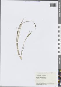 Paspalum distichum L., Caucasus, Abkhazia (K4a) (Abkhazia)