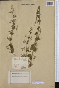 Clinopodium menthifolium, Western Europe (EUR) (Switzerland)