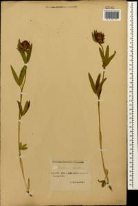 Trifolium alpestre L., Caucasus, Stavropol Krai, Karachay-Cherkessia & Kabardino-Balkaria (K1b) (Russia)