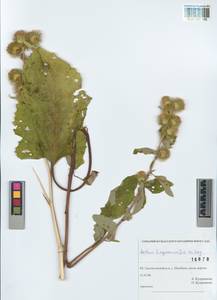 Arctium leiospermum Juz. & Ye. V. Serg., Siberia, Altai & Sayany Mountains (S2) (Russia)