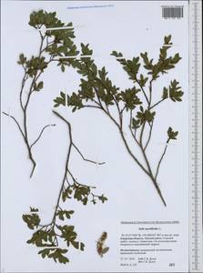 Salix myrtilloides L., Siberia, Russian Far East (S6) (Russia)