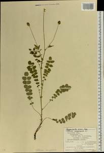 Poterium sanguisorba L., Eastern Europe, West Ukrainian region (E13) (Ukraine)