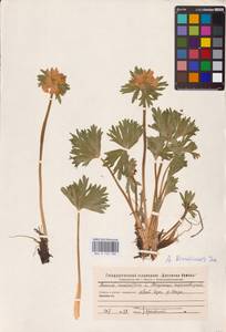 Anemonastrum biarmiense (Juz.) Holub, Eastern Europe (no precise locality) (E0)