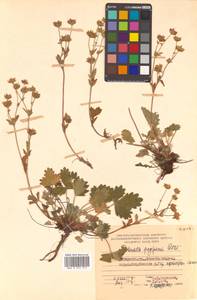 Potentilla fragiformis Willd. ex D. F. K. Schltdl., Siberia, Russian Far East (S6) (Russia)