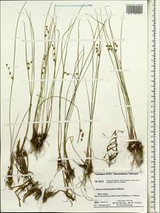 Juncus brachyspathus Maxim., Siberia, Central Siberia (S3) (Russia)