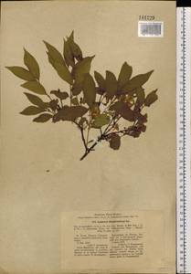 Lonicera ruprechtiana Regel, Siberia, Russian Far East (S6) (Russia)