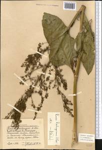 Rumex patientia subsp. tibeticus (Rech. fil.) Rech. fil., Middle Asia, Western Tian Shan & Karatau (M3) (Uzbekistan)