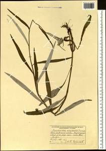 Saussurea amurensis Turcz. ex DC., Siberia, Russian Far East (S6) (Russia)