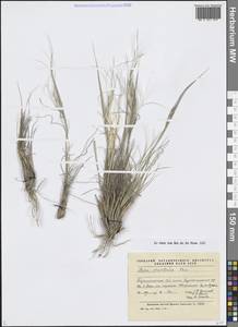 Stipa orientalis Trin., Middle Asia, Pamir & Pamiro-Alai (M2) (Tajikistan)