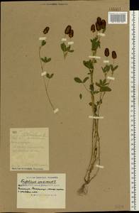 Trifolium spadiceum L., Eastern Europe, South Ukrainian region (E12) (Ukraine)