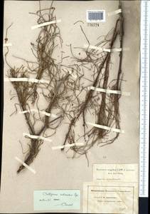 Calligonum rubicundum Bunge, Middle Asia, Muyunkumy, Balkhash & Betpak-Dala (M9) (Kazakhstan)