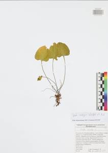 Viola ambigua Waldst. & Kit., Eastern Europe, Central region (E4) (Russia)