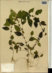 Acalypha australis L., South Asia, South Asia (Asia outside ex-Soviet states and Mongolia) (ASIA) (North Korea)
