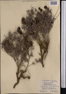 Prosopis farcta (Banks & Sol.)J.F.Macbr., Middle Asia, Syr-Darian deserts & Kyzylkum (M7) (Tajikistan)