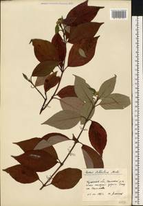 Cornus sericea L., Eastern Europe, Central region (E4) (Russia)