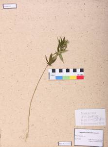 Cannabis sativa var. ruderalis (Janisch.) S. Z. Liou, Siberia, Altai & Sayany Mountains (S2) (Russia)