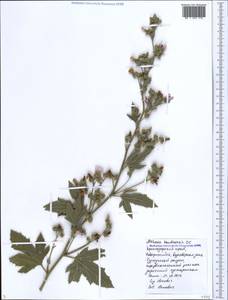 Althaea armeniaca Ten., Caucasus, Black Sea Shore (from Novorossiysk to Adler) (K3) (Russia)