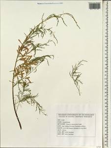 Tamarix ramosissima Ledeb., South Asia, South Asia (Asia outside ex-Soviet states and Mongolia) (ASIA) (Iran)