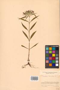 Dianthus barbatus L., Siberia, Russian Far East (S6) (Russia)