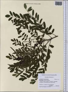 Amorpha fruticosa L., Western Europe (EUR) (Bulgaria)
