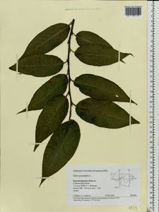 Salix pentandra L., Eastern Europe, Central region (E4) (Russia)