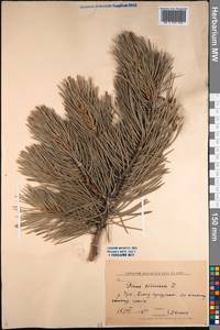 Pinus sylvestris L., Siberia, Baikal & Transbaikal region (S4) (Russia)