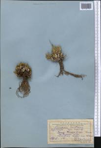 Trichanthemis karataviensis Regel & Schmalh., Middle Asia, Western Tian Shan & Karatau (M3) (Kazakhstan)