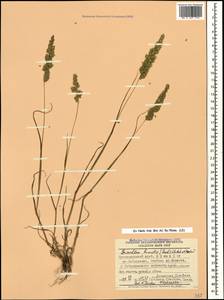 Briza humilis M.Bieb., Caucasus, Black Sea Shore (from Novorossiysk to Adler) (K3) (Russia)