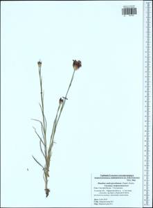 Dianthus capitatus subsp. andrzejowskianus Zapal., Eastern Europe, Central region (E4) (Russia)