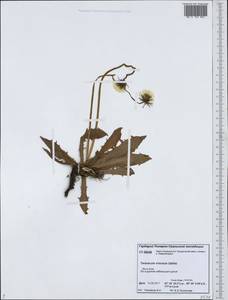Taraxacum croceum Dahlst., Siberia, Western Siberia (S1) (Russia)