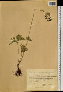 Aconitum macrorhynchum Turcz. ex Ledeb., Siberia, Yakutia (S5) (Russia)