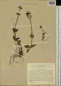 Valeriana capitata Link, Eastern Europe, Northern region (E1) (Russia)