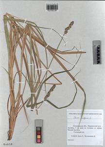 KUZ 002 267, Carex vulpina L., Siberia, Altai & Sayany Mountains (S2) (Russia)