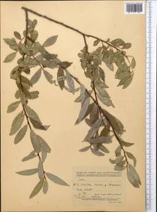 Salix, Middle Asia, Kopet Dag, Badkhyz, Small & Great Balkhan (M1) (Turkmenistan)