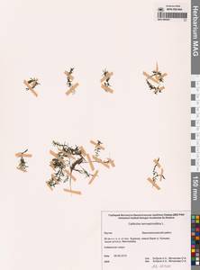 Callitriche hermaphroditica L., Siberia, Yakutia (S5) (Russia)