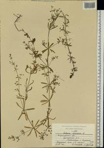 Galium spurium L., Eastern Europe, Central region (E4) (Russia)